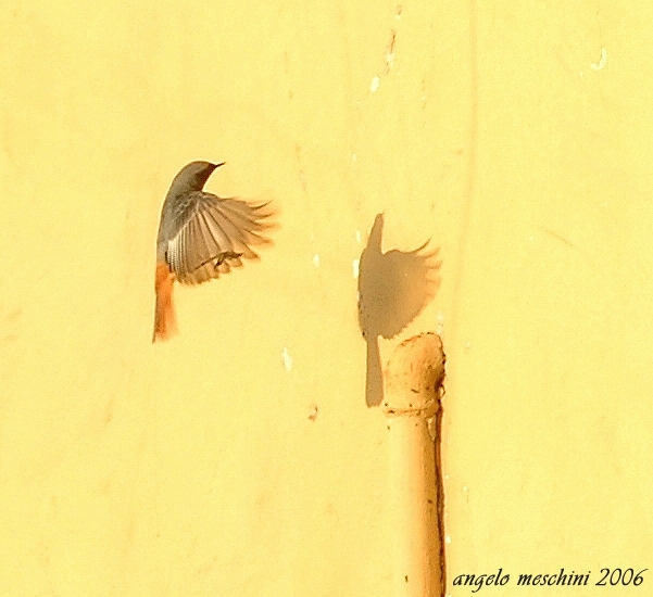 Codirosso spazzacamino (Phoenicurus ochruros).